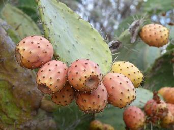 Plody kaktusů