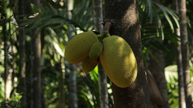 jackfruit na stromě.jpg